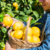 Limone Femminello Siracusano - immagine 3